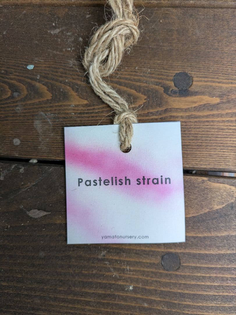 クリスマスローズ グリーンパステリッシュストレイン 株分け苗〈大和園〉