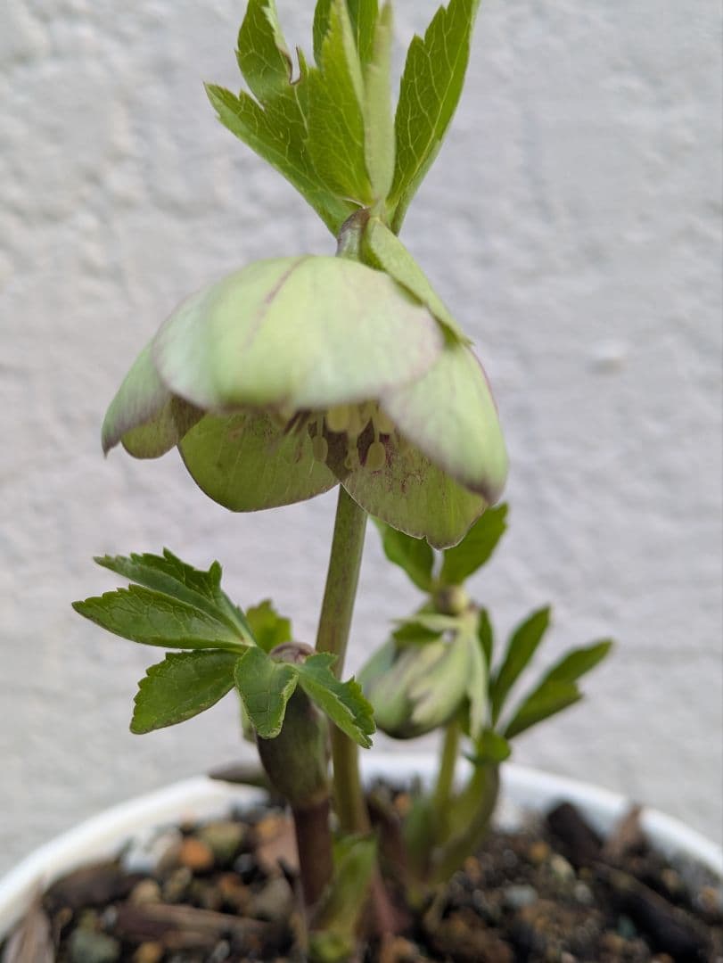 クリスマスローズ グリーンパステリッシュストレイン 株分け苗〈大和園〉