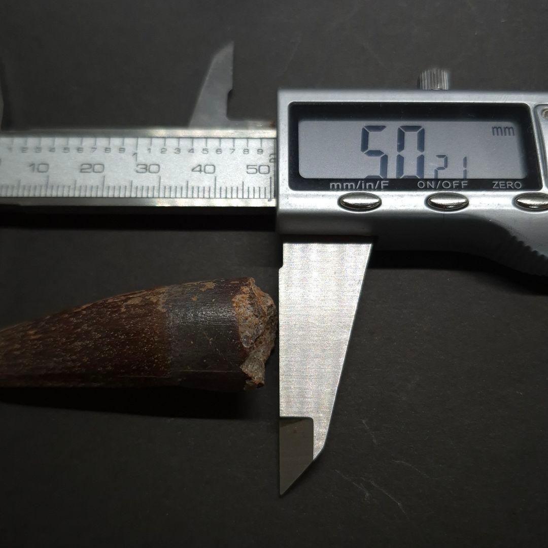 スピノサウルス 本物 モロッコ産 50.21mm fsp11