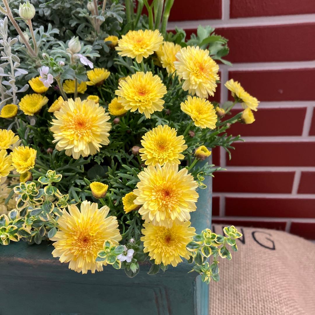 フランネルフラワーの寄植え
