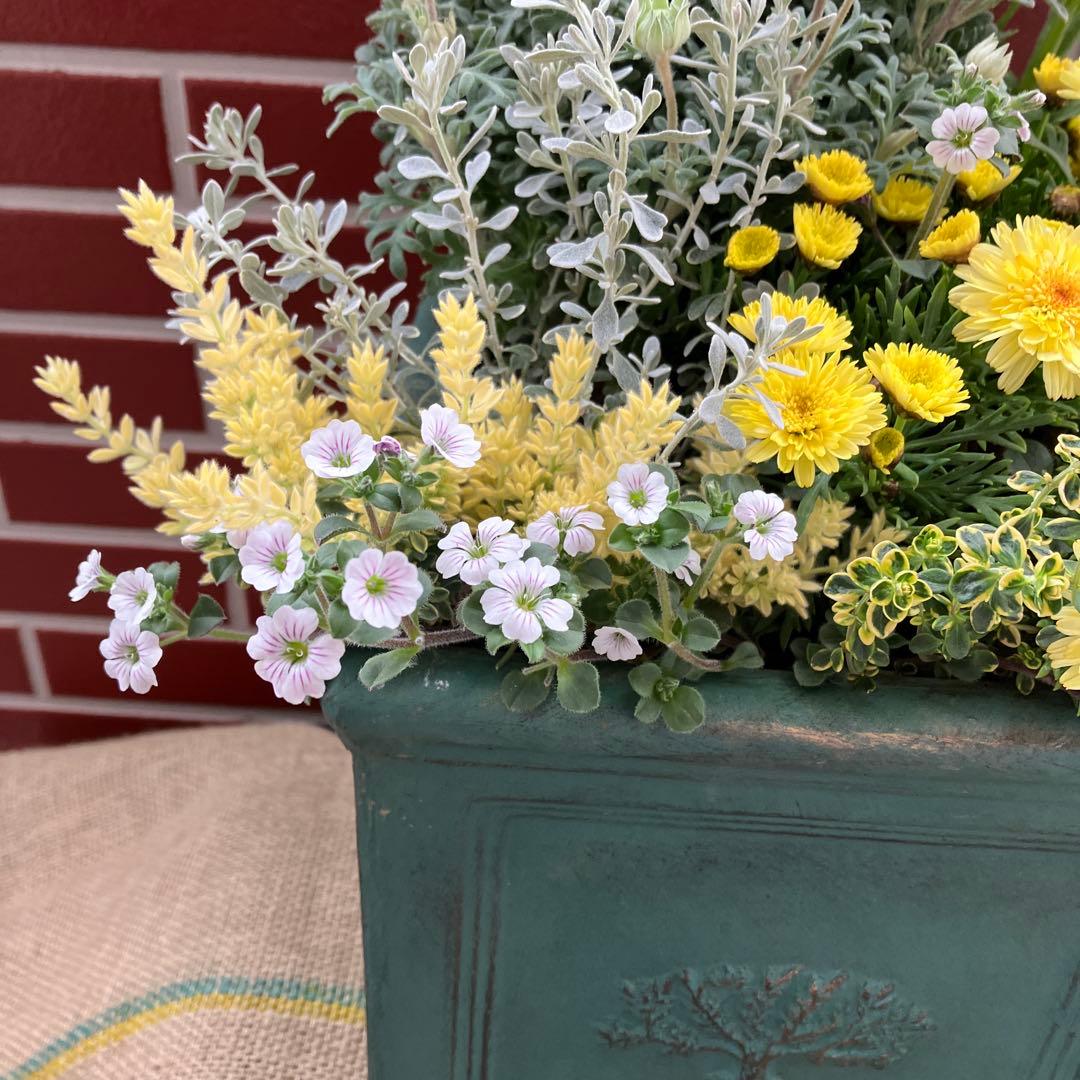 フランネルフラワーの寄植え