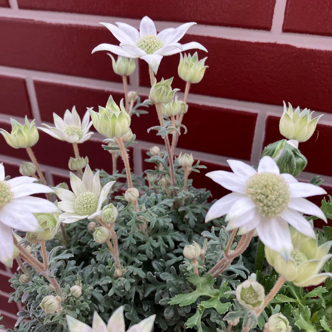 フランネルフラワーの寄植え