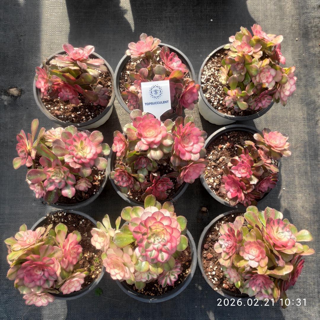Top【選抜株】多肉植物　25180パーフェクト　フェアリー10個　鉢無し/脱土