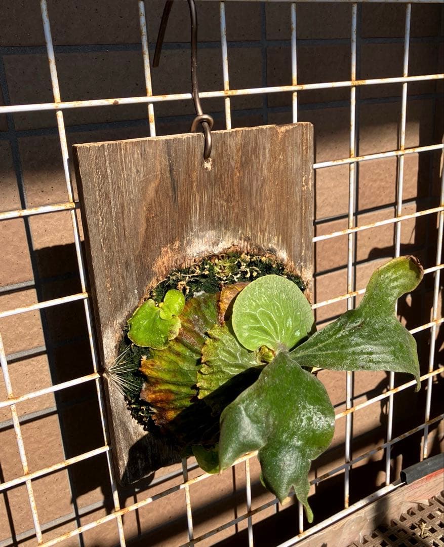 ビカクシダ　マダガスカリエンセ　OC株　子株3つ付き
