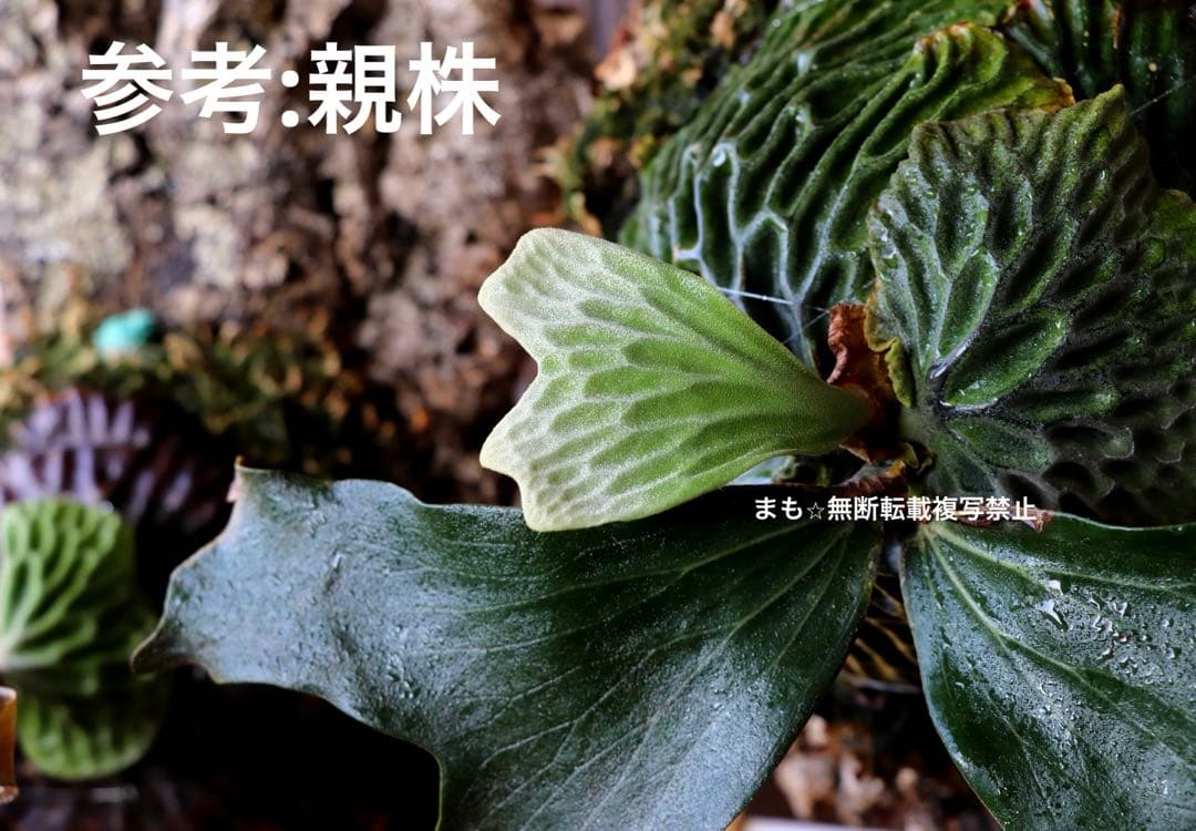 ビカクシダ　マダガスカリエンセ　OC株　子株3つ付き