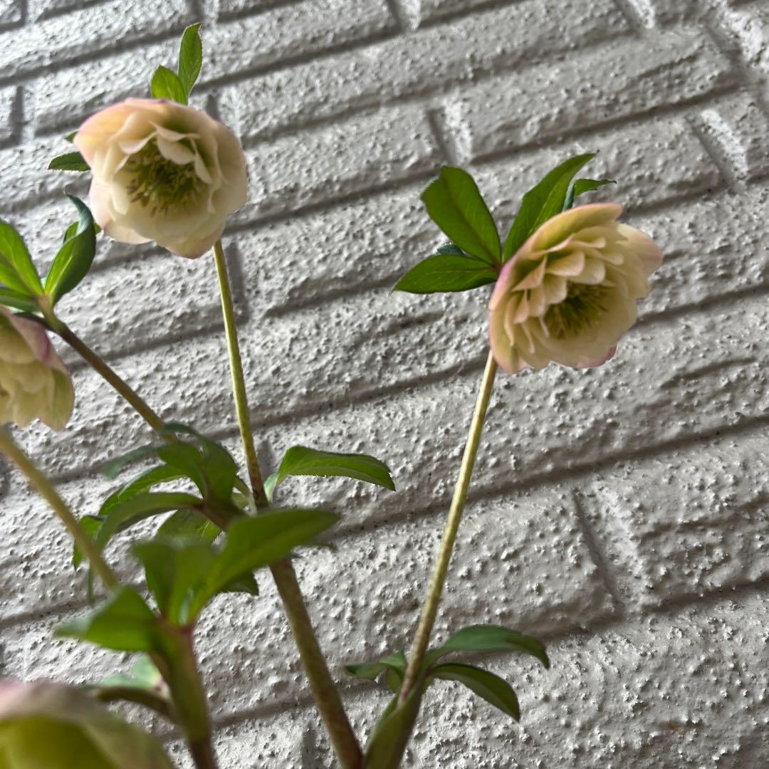 クリスマスローズ ウィンターシンフォニー