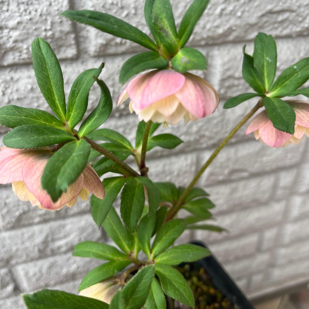 クリスマスローズ ウィンターシンフォニー