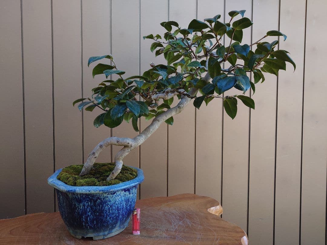 盆栽　藪椿　鉢・義村秀峰　樹高56cm