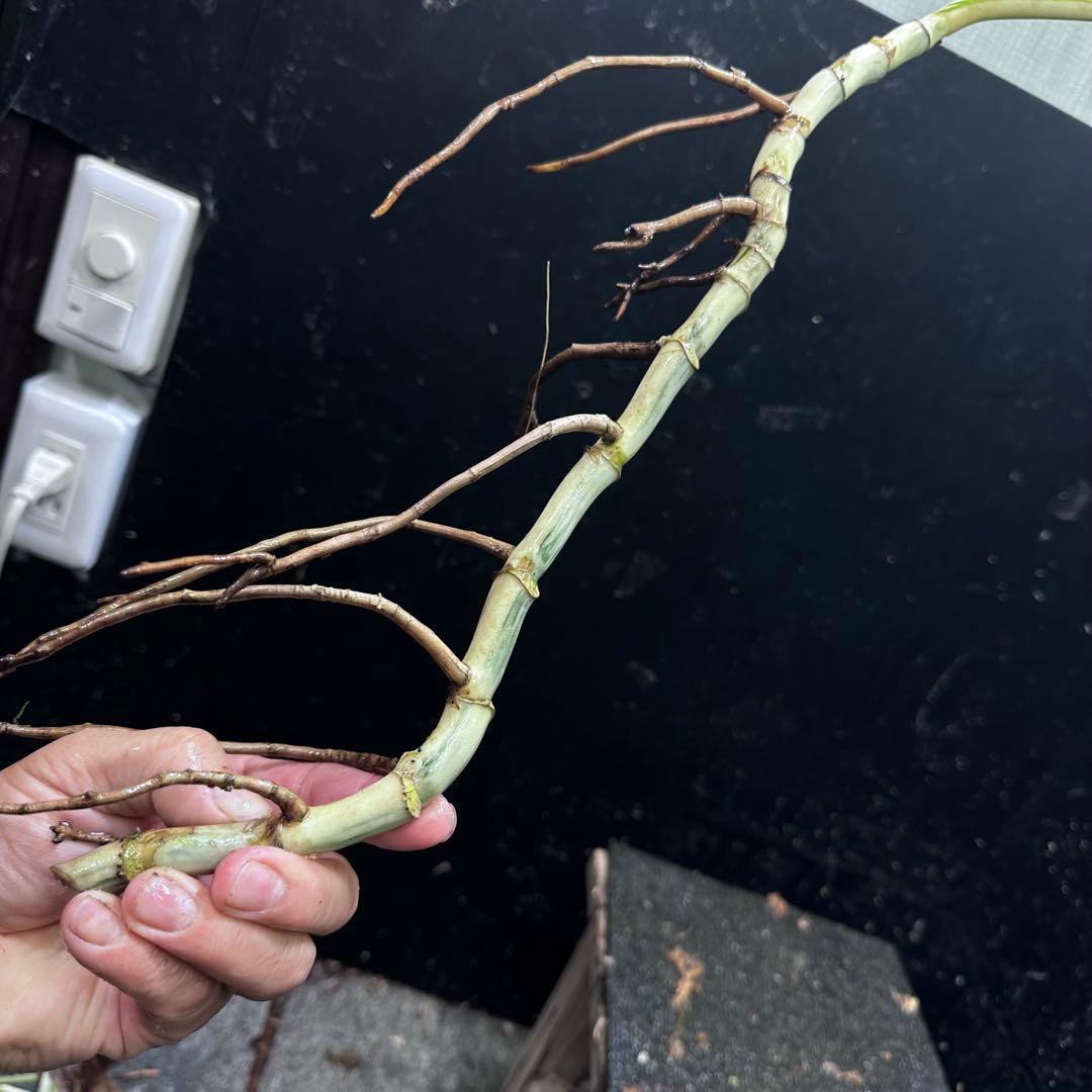 な*え様 斑入りモンステラホワイトタイガー大茎5株おまとめ