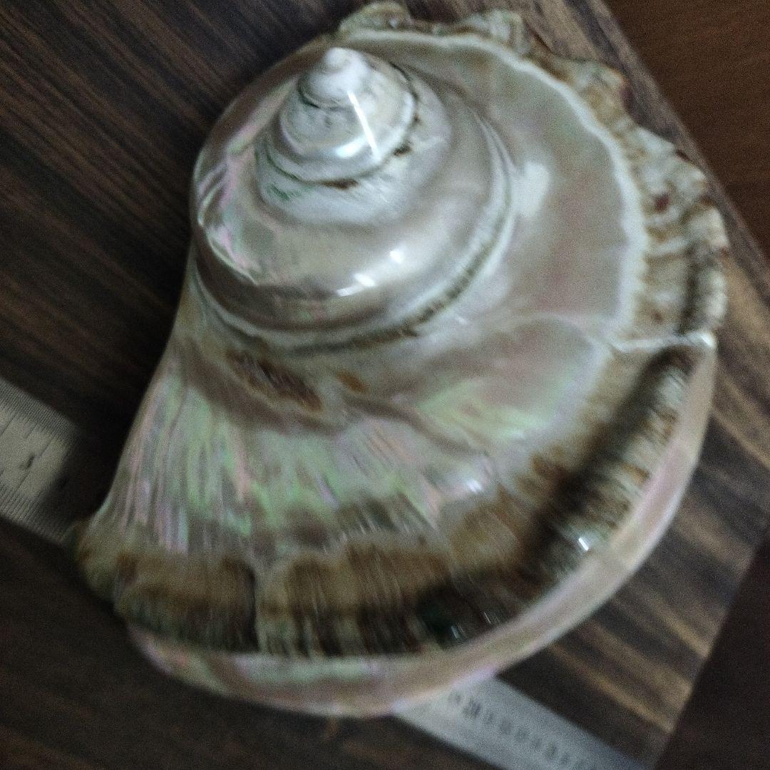 夜光貝　貝磨き　インテリア雑貨　オブジェ 特大