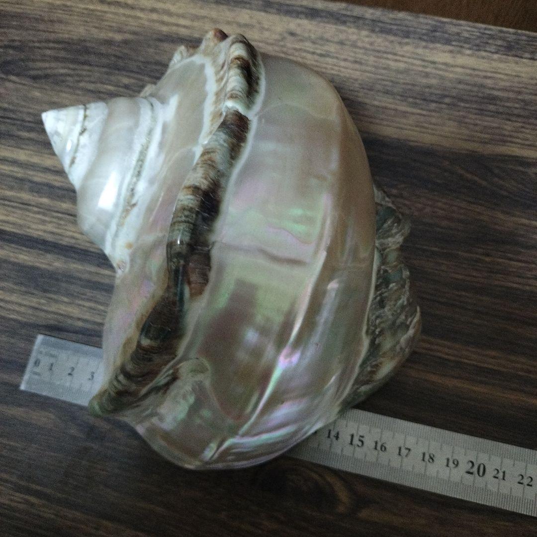 夜光貝　貝磨き　インテリア雑貨　オブジェ 特大