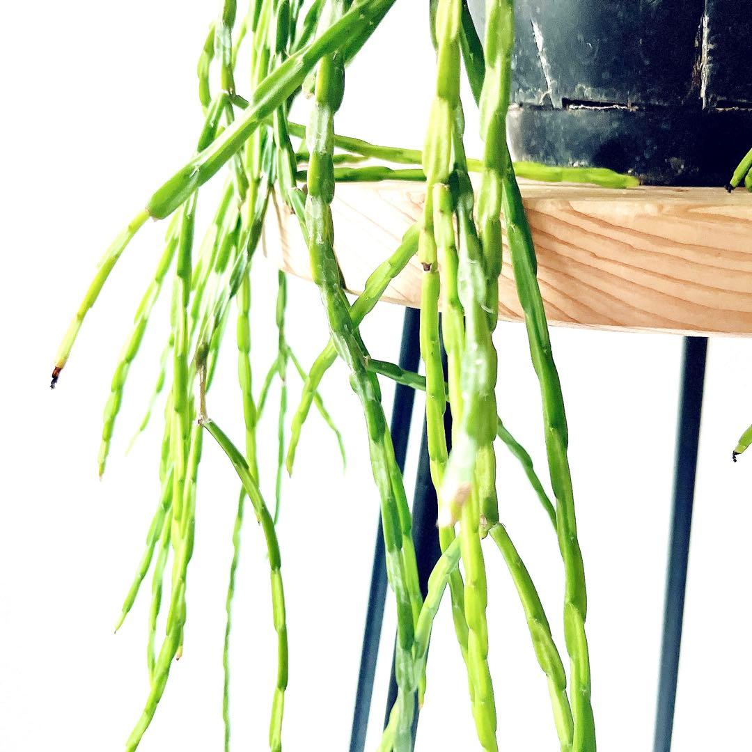 【再入荷】リプサリス パラドクサ 希少な森林サボテン 観葉植物 吊り下げ