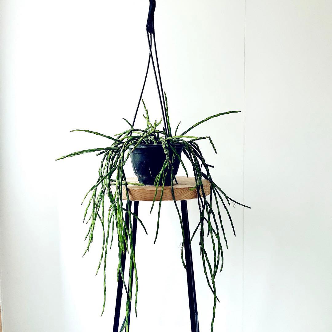 【再入荷】リプサリス パラドクサ 希少な森林サボテン 観葉植物 吊り下げ