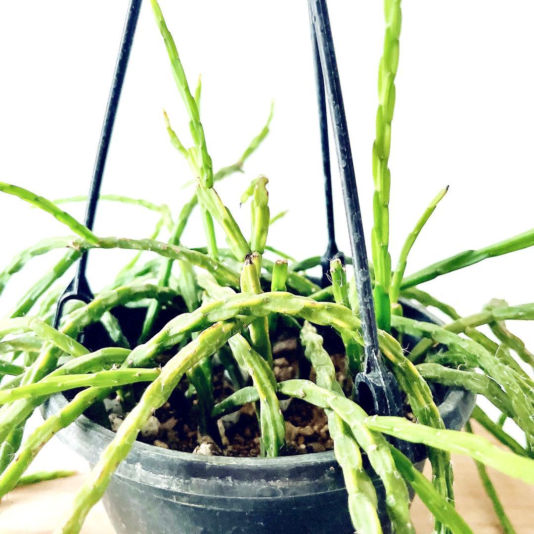 【再入荷】リプサリス パラドクサ 希少な森林サボテン 観葉植物 吊り下げ
