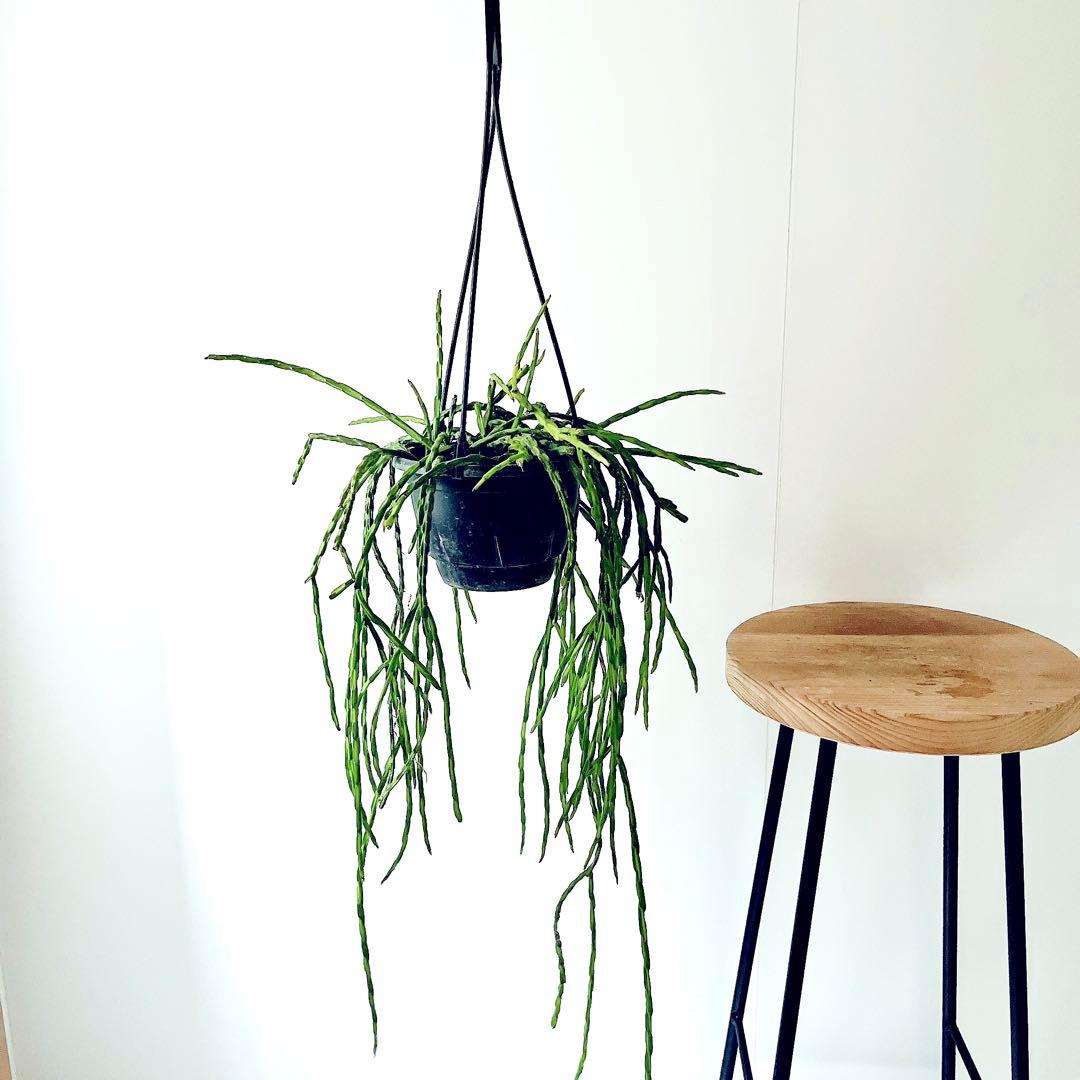 【再入荷】リプサリス パラドクサ 希少な森林サボテン 観葉植物 吊り下げ