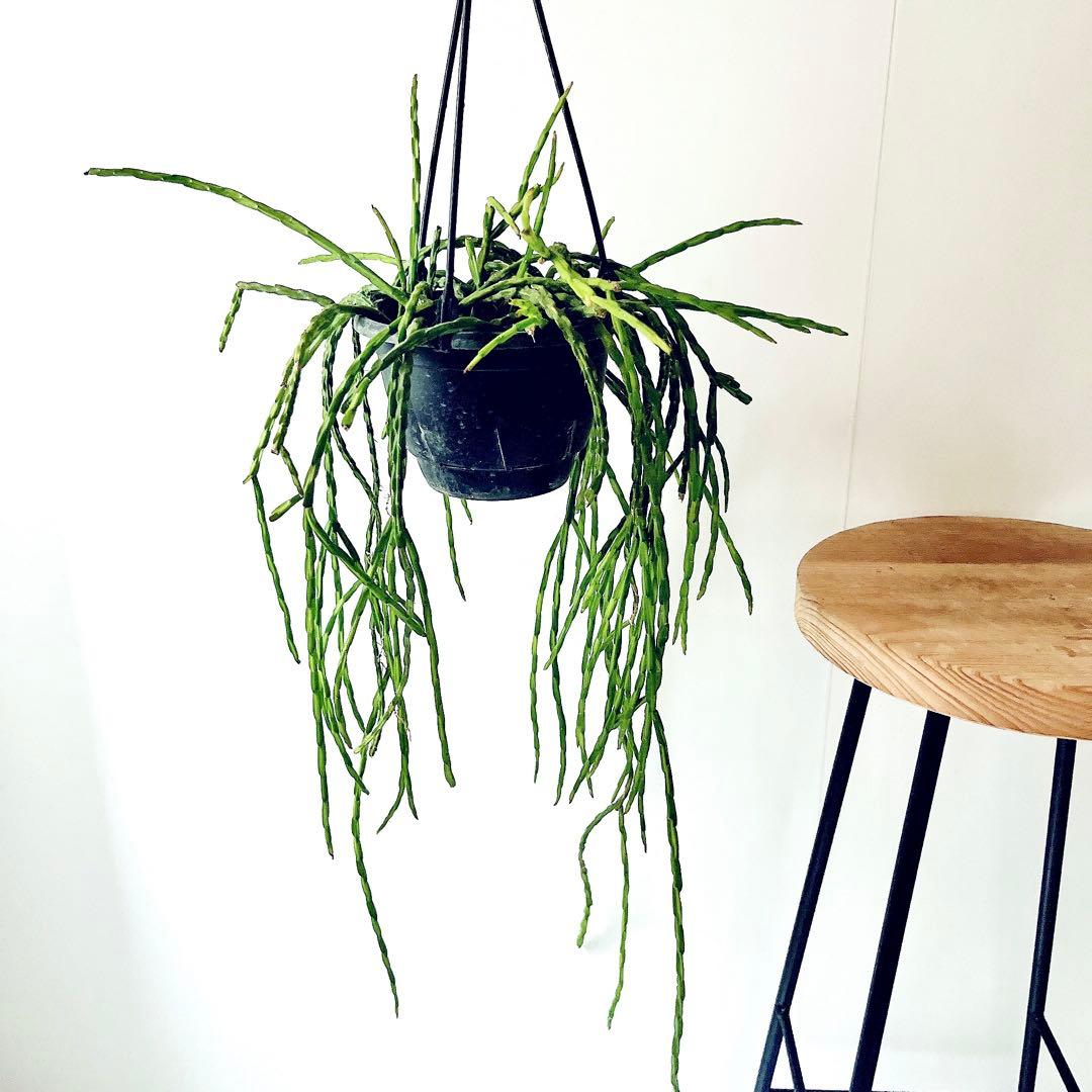 【再入荷】リプサリス パラドクサ 希少な森林サボテン 観葉植物 吊り下げ