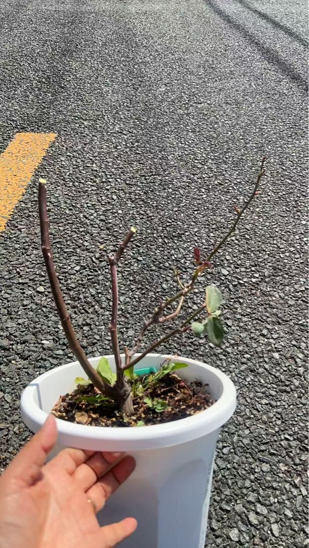 バラ大苗