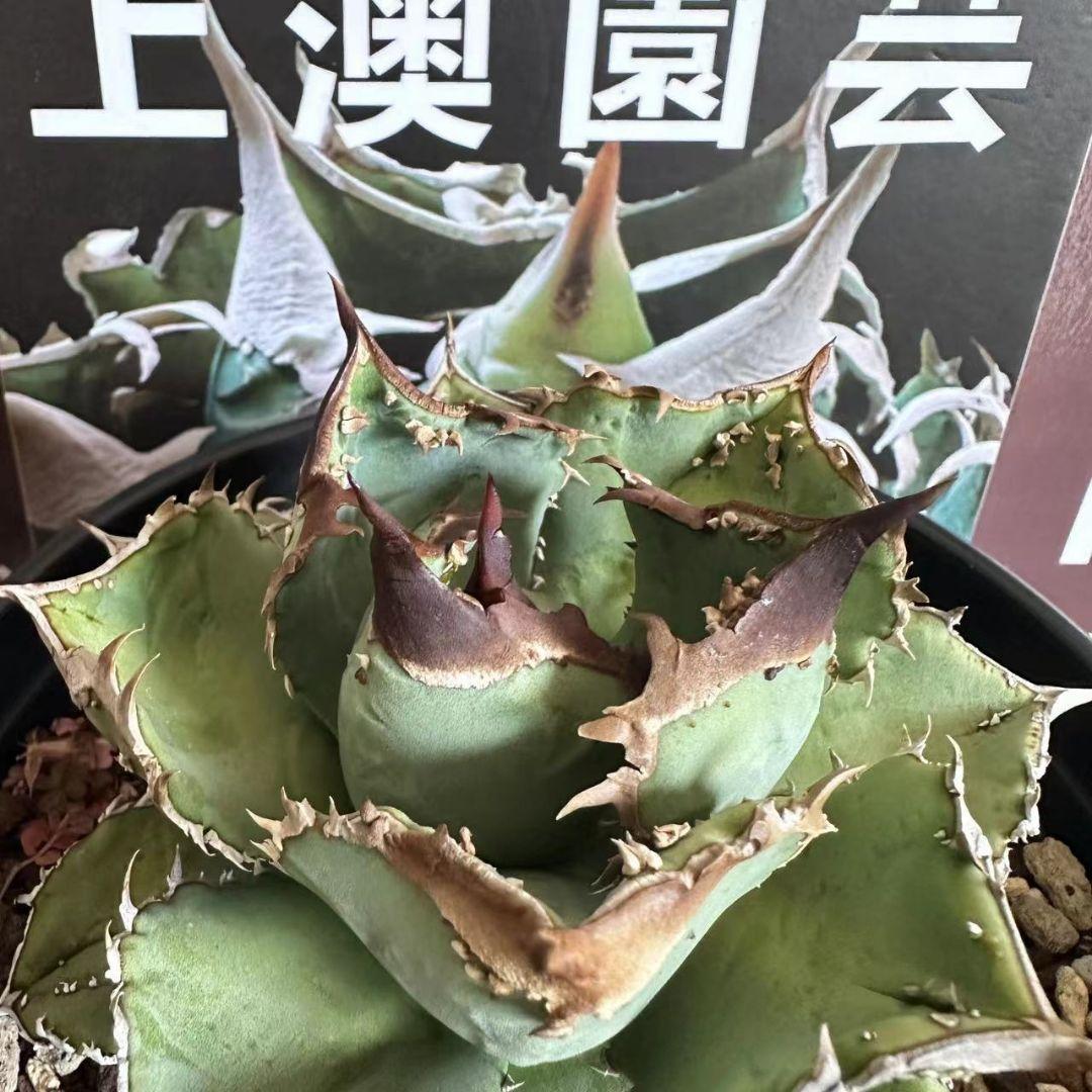 549【上澳園芸】 アガベ　agave チタノタ 鰐亀 特選優良血統
