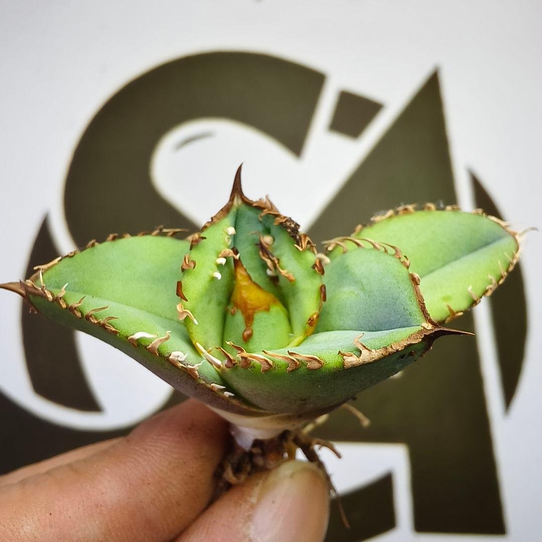 549【上澳園芸】 アガベ　agave チタノタ 鰐亀 特選優良血統