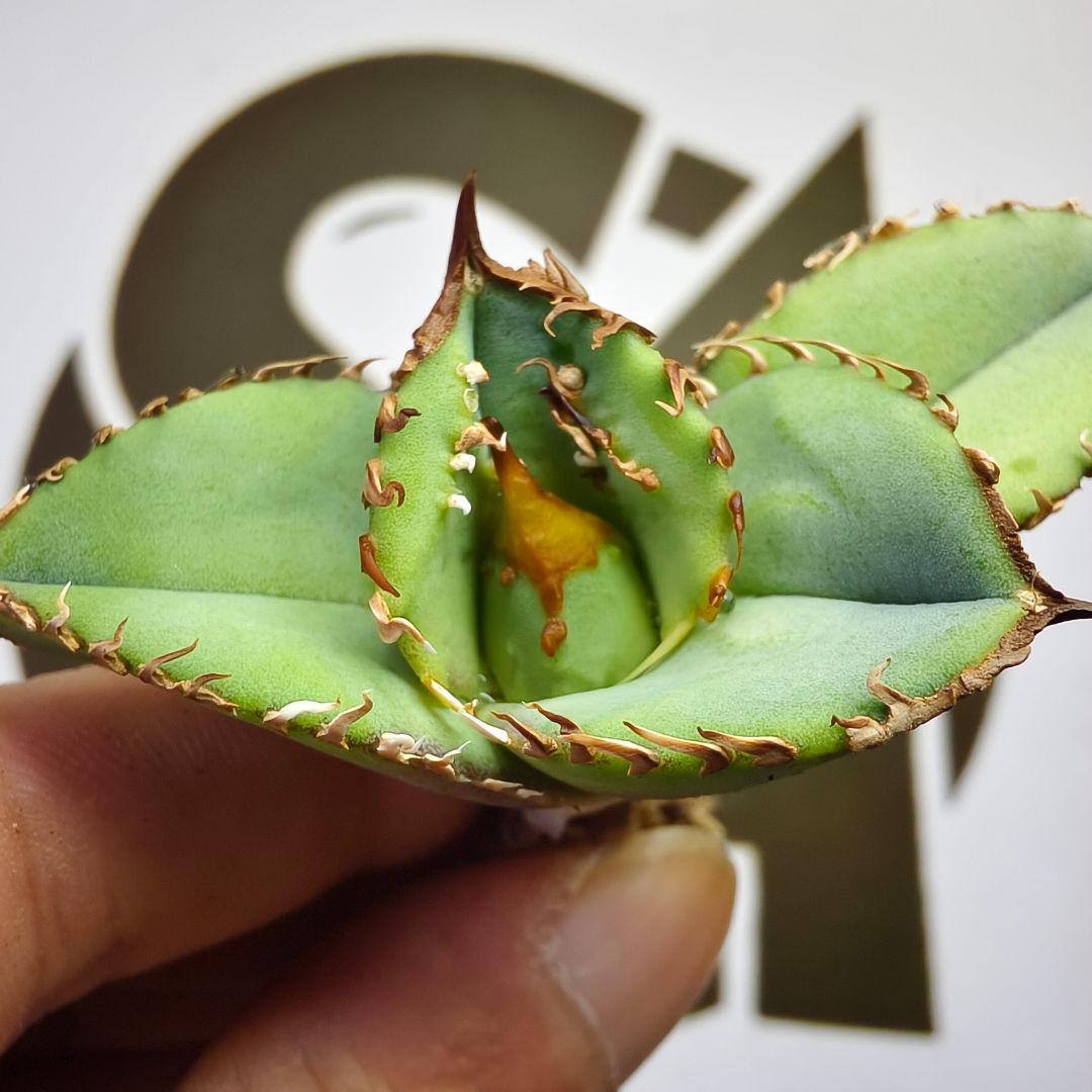 549【上澳園芸】 アガベ　agave チタノタ 鰐亀 特選優良血統