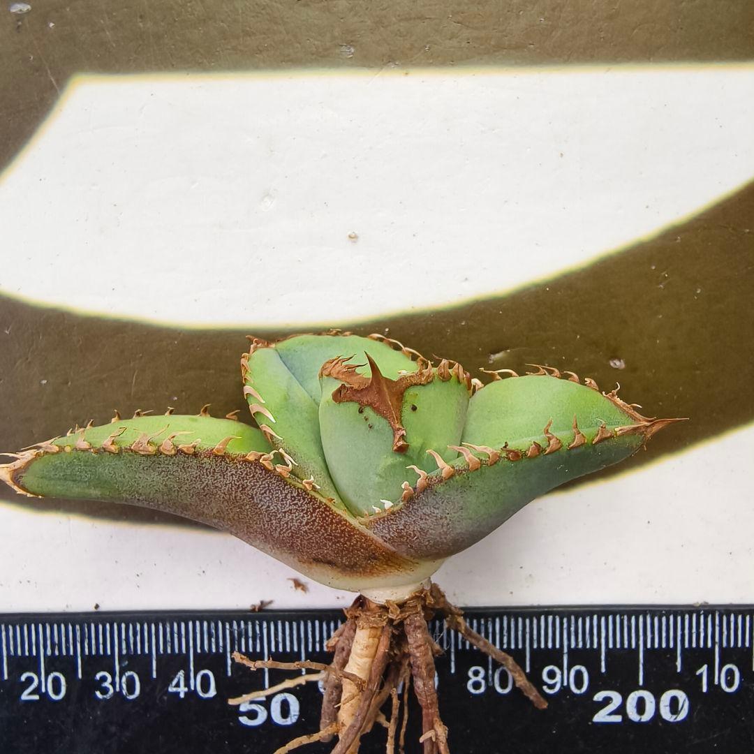 549【上澳園芸】 アガベ　agave チタノタ 鰐亀 特選優良血統