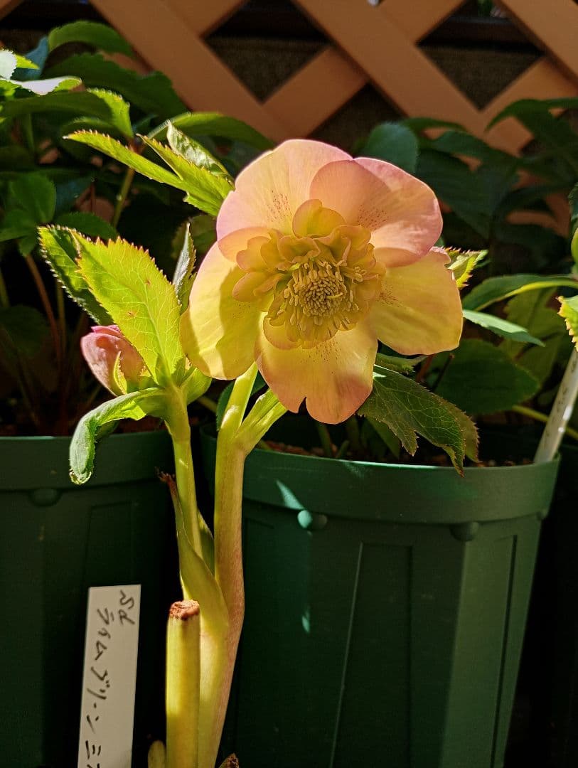 クリスマスローズ　もり子様 ご確認用