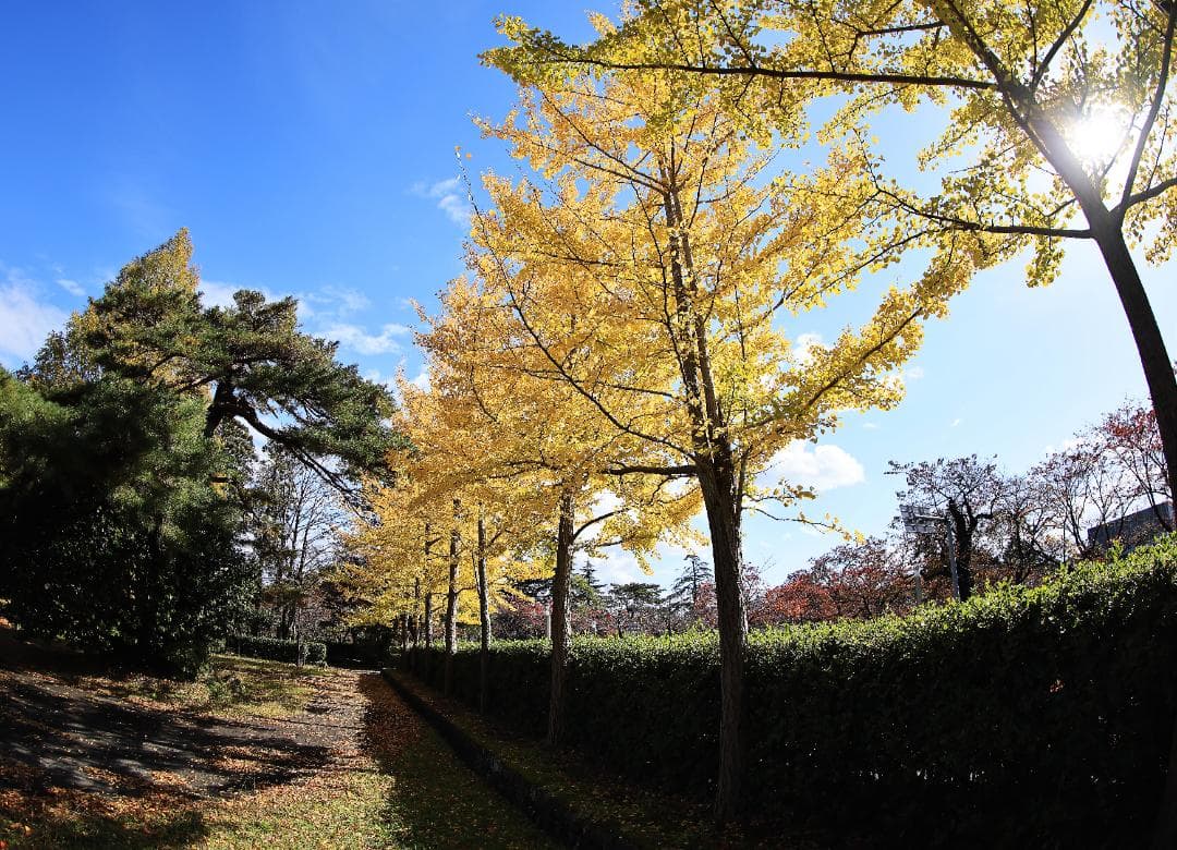 Canon EF8-15mm F4L フィッシュアイ USM