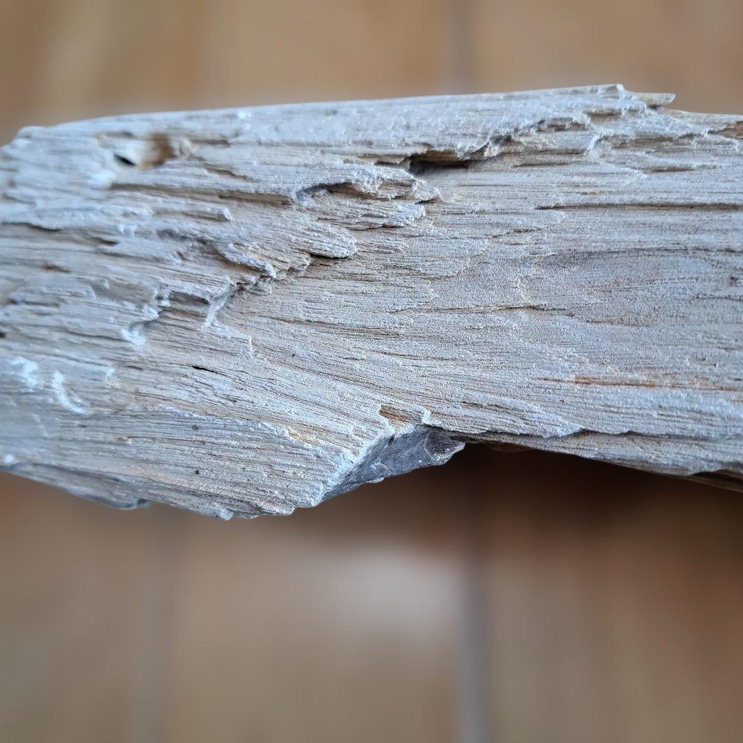 珪化木 40㎝ 2.５kg 日本