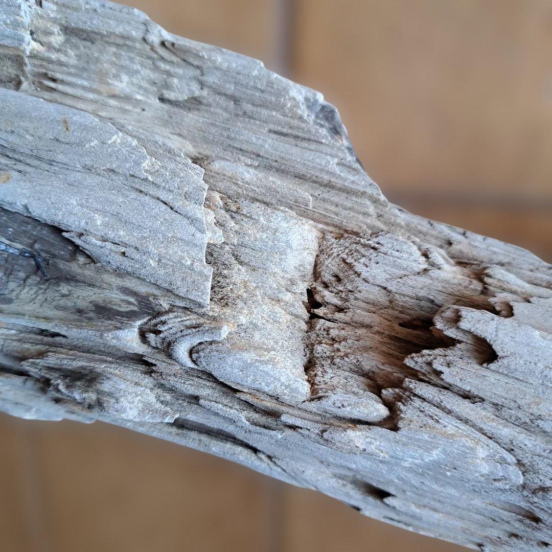 珪化木 40㎝ 2.５kg 日本