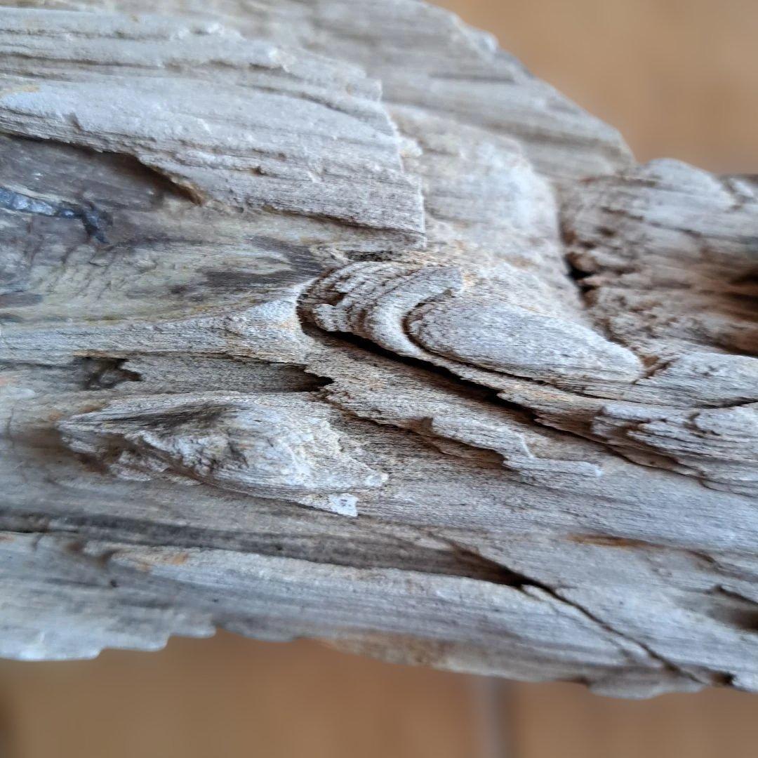 珪化木 40㎝ 2.５kg 日本