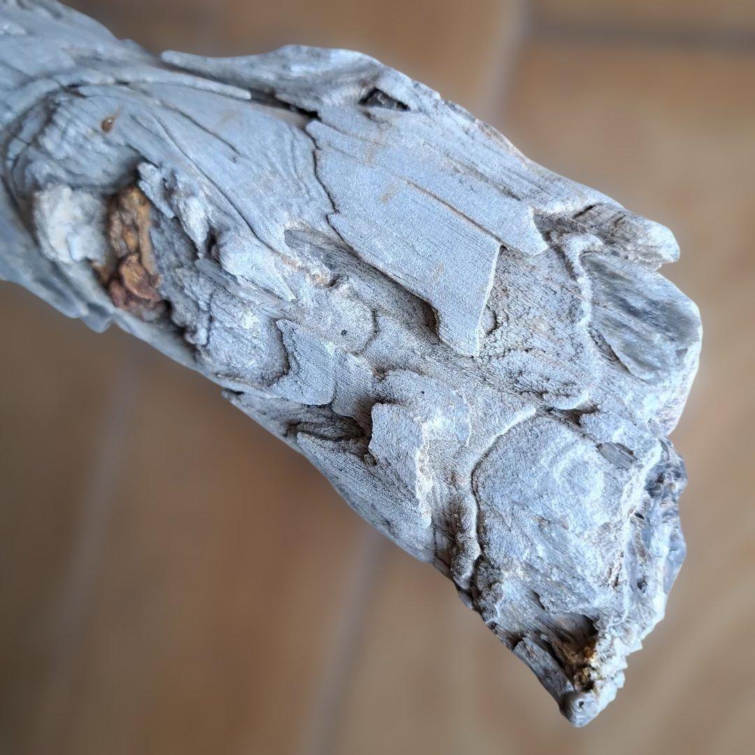 珪化木 40㎝ 2.５kg 日本