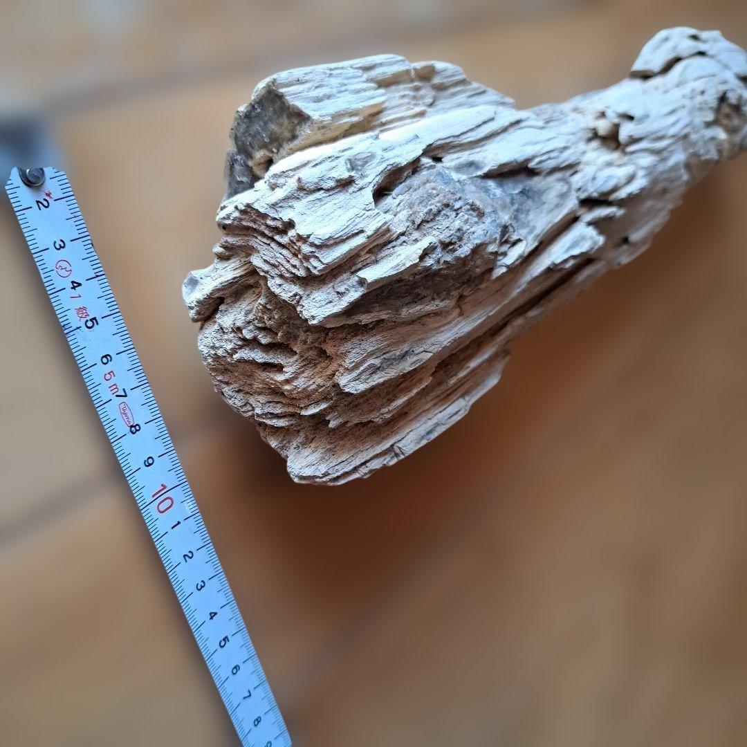 珪化木 40㎝ 2.５kg 日本