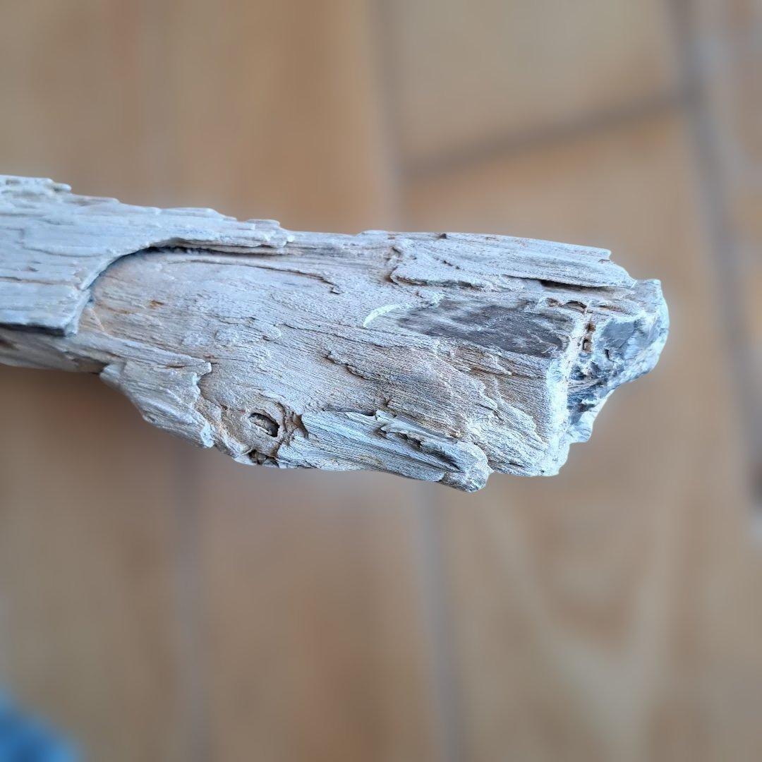 珪化木 40㎝ 2.５kg 日本