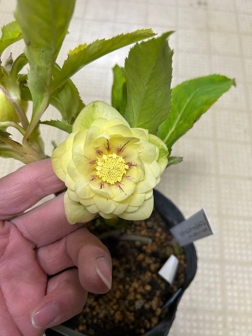 イエロー系 フラッシュ 加藤農園クリスマスローズ同梱可能