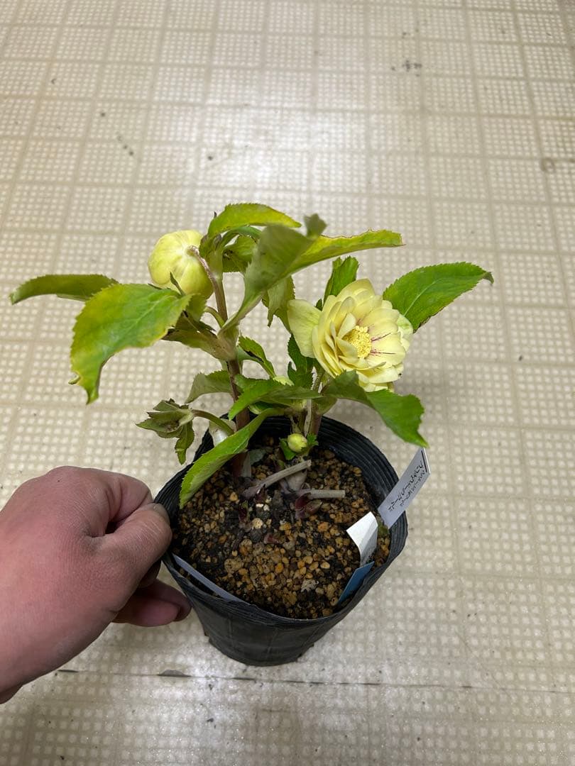 イエロー系 フラッシュ 加藤農園クリスマスローズ同梱可能