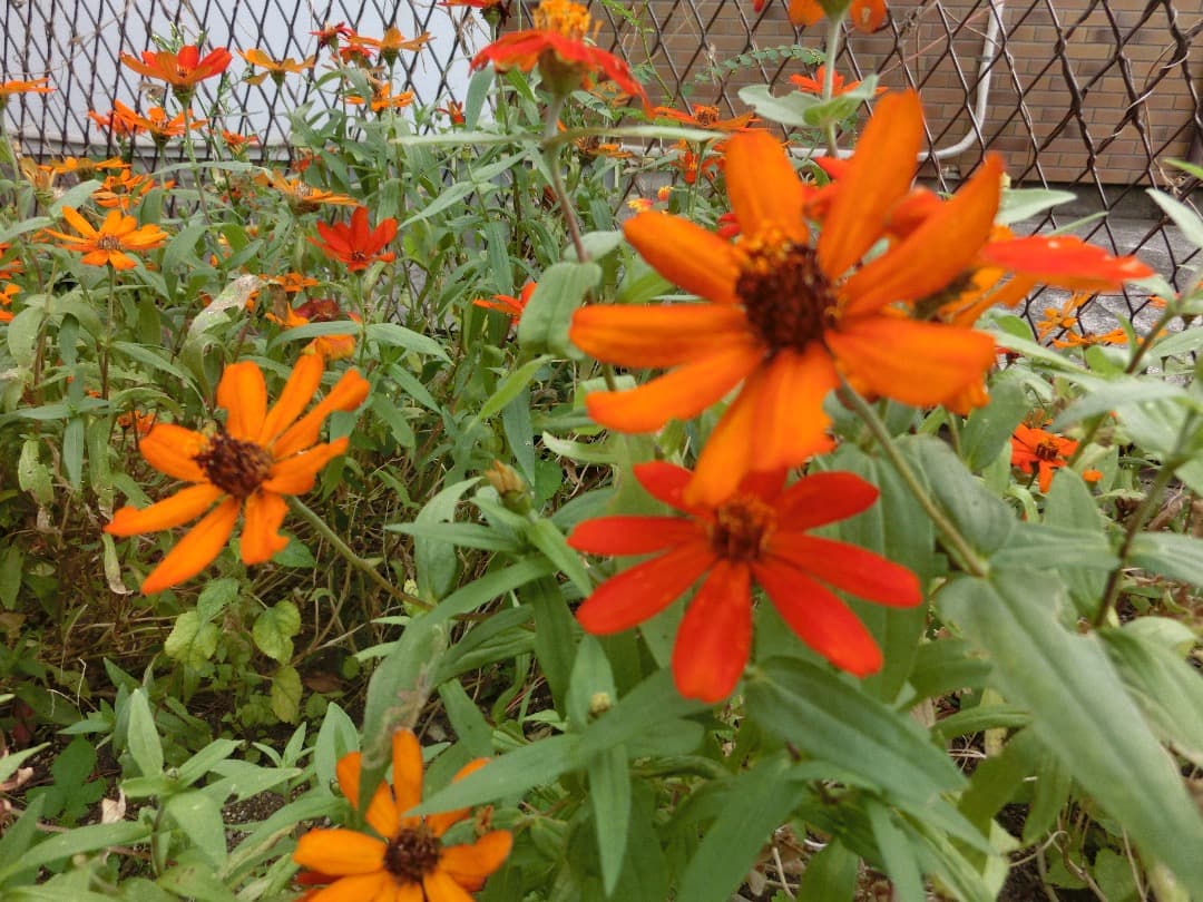 実写美⭕️【動作確認済】CASIO EXILIM EX-ZR200　ピンクレッド