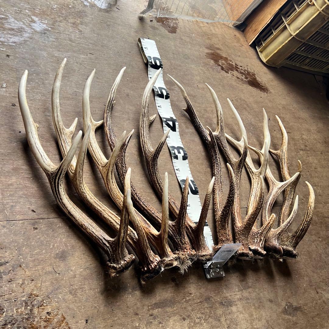 鹿の角　蝦夷鹿　10本セット　No.1