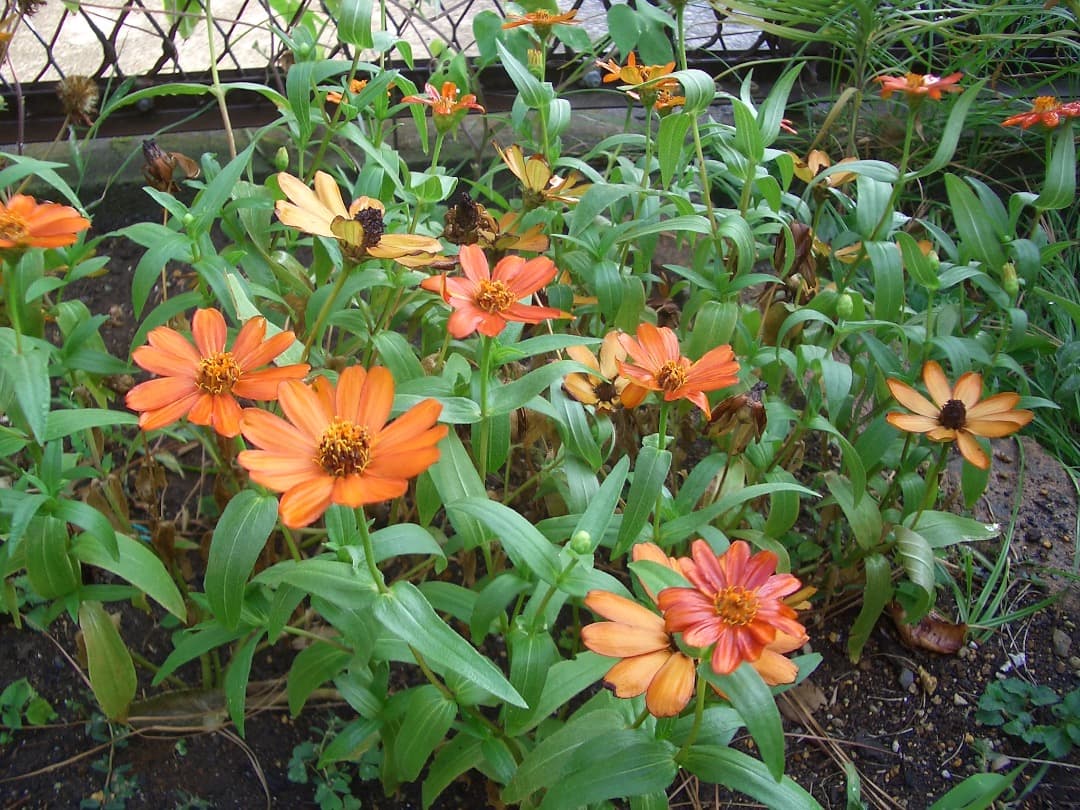 実写良⭕️良品【動作確認済】 CASIO EXILIM ZOOM EX-Z3