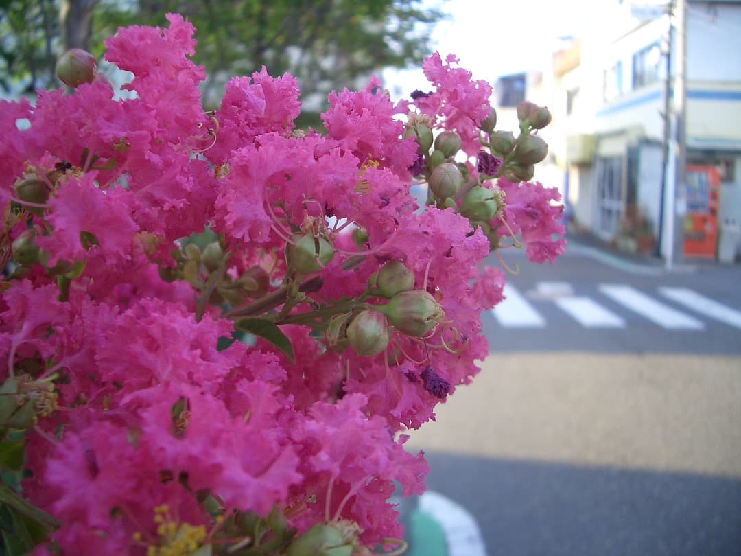 実写良⭕️良品【動作確認済】 CASIO EXILIM ZOOM EX-Z3