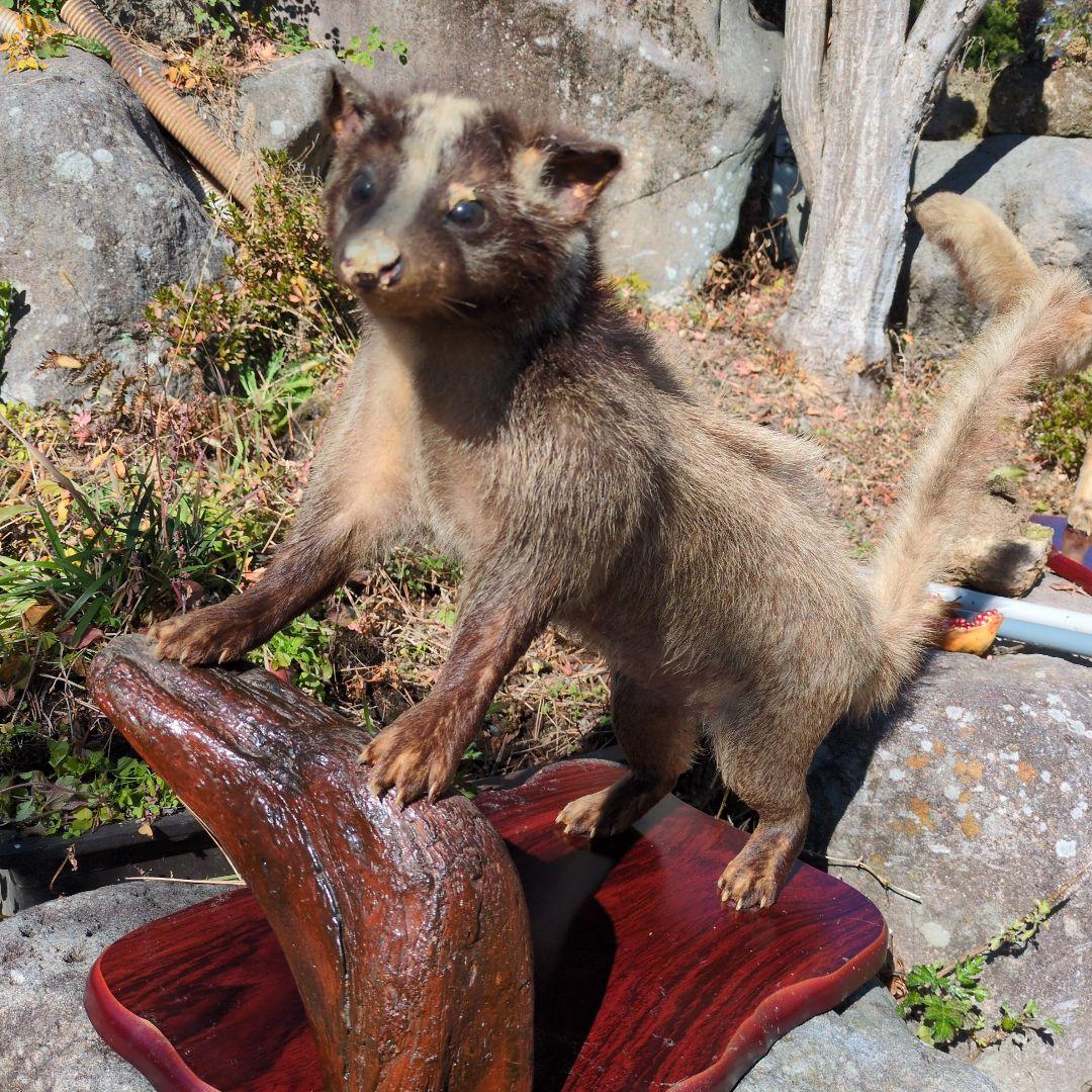 ハクビシンの剥製 置物 木製台座