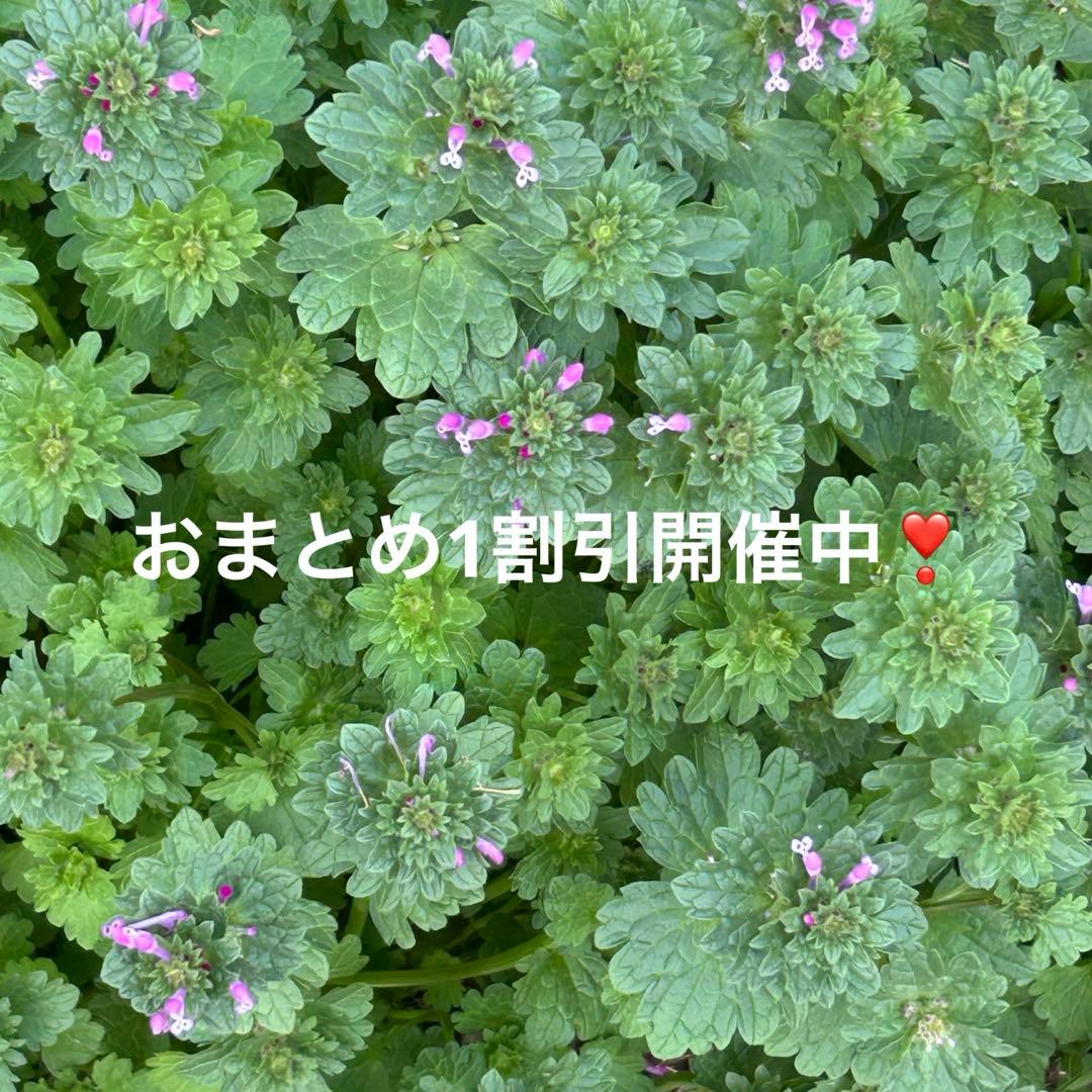 ひな祭り　ちりめん細工　さげもん　吊るし飾り　可愛い　七五三　お祝い