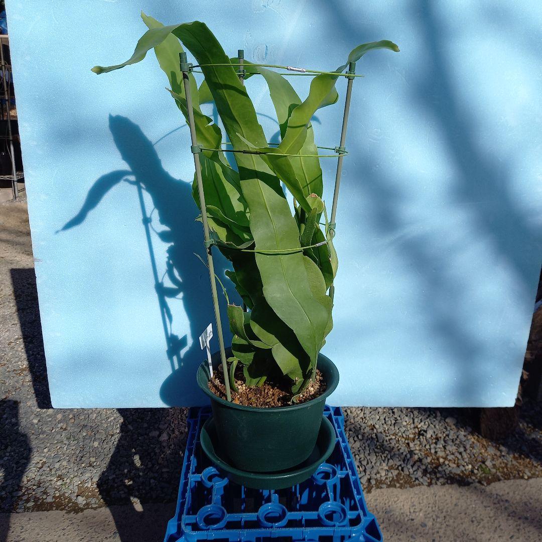 月下美人 5 支柱ポット付き