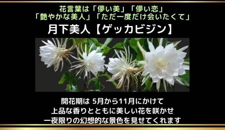 月下美人 5 支柱ポット付き