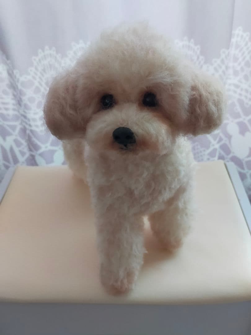 送料込み♡トイプードルアプリコットちゃん。