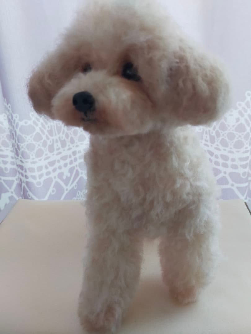送料込み♡トイプードルアプリコットちゃん。