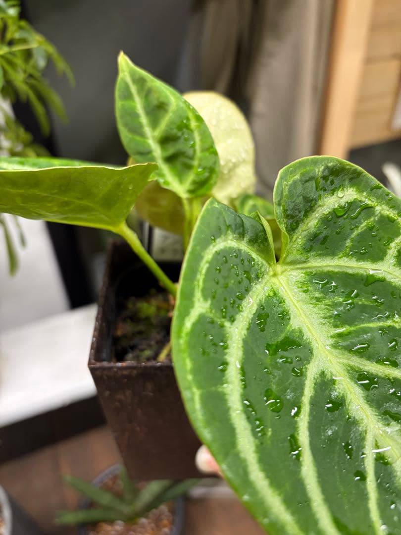 ✴︎最新画像✴︎アンスリウム ドラヤキ　観葉植物　3号　レア　希少種　ハートの形