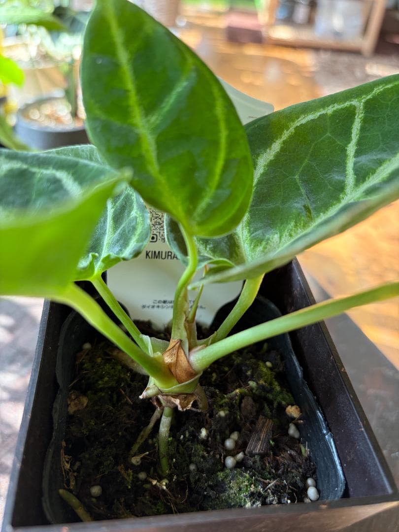 ✴︎最新画像✴︎アンスリウム ドラヤキ　観葉植物　3号　レア　希少種　ハートの形