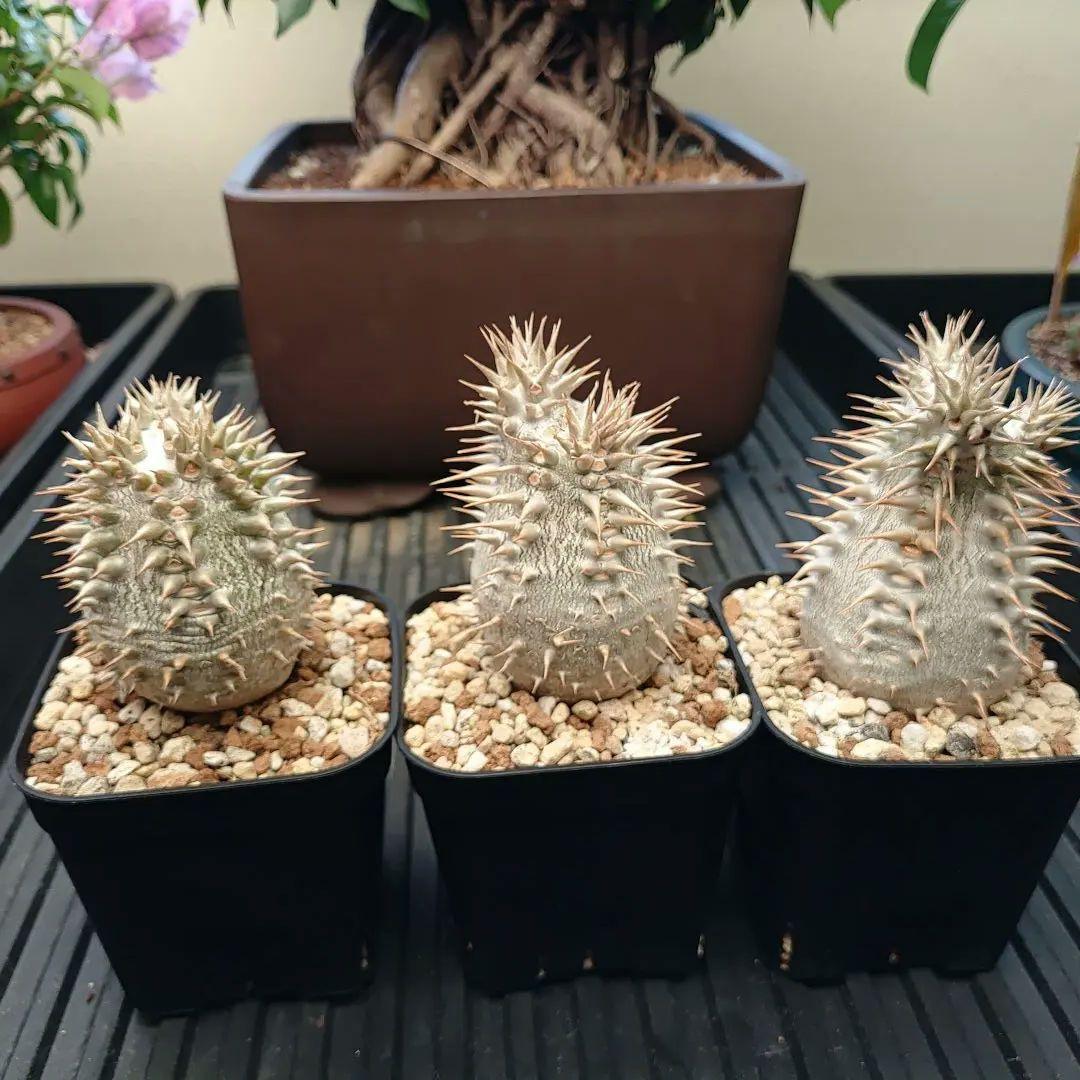 パキポディウム ロスラーツム 3鉢セット メルカリ便