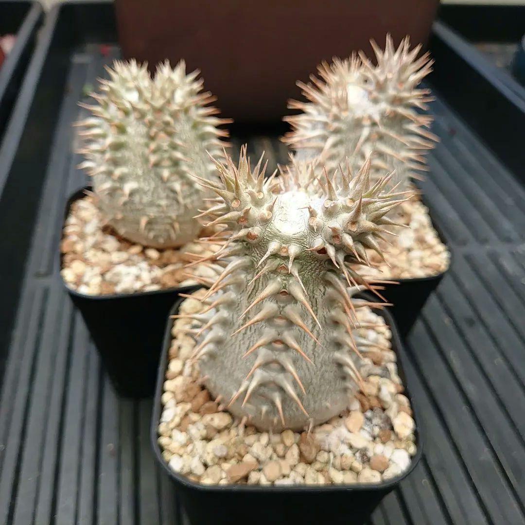 パキポディウム ロスラーツム 3鉢セット メルカリ便