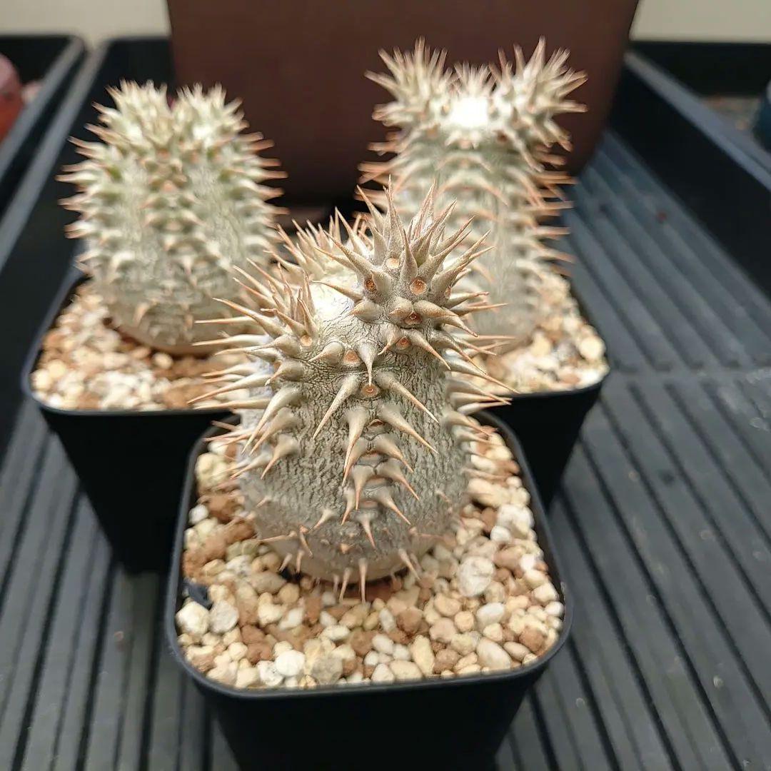 パキポディウム ロスラーツム 3鉢セット メルカリ便